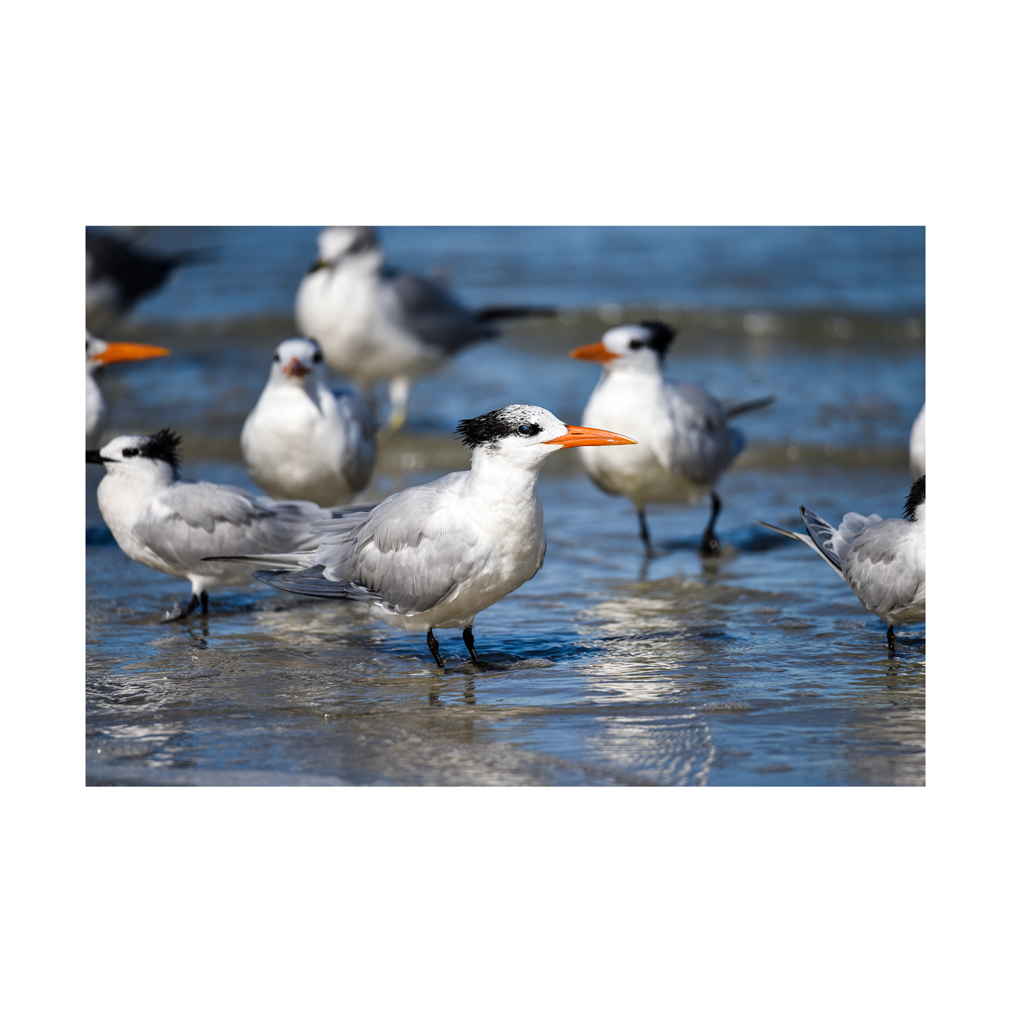 royal terns archival print