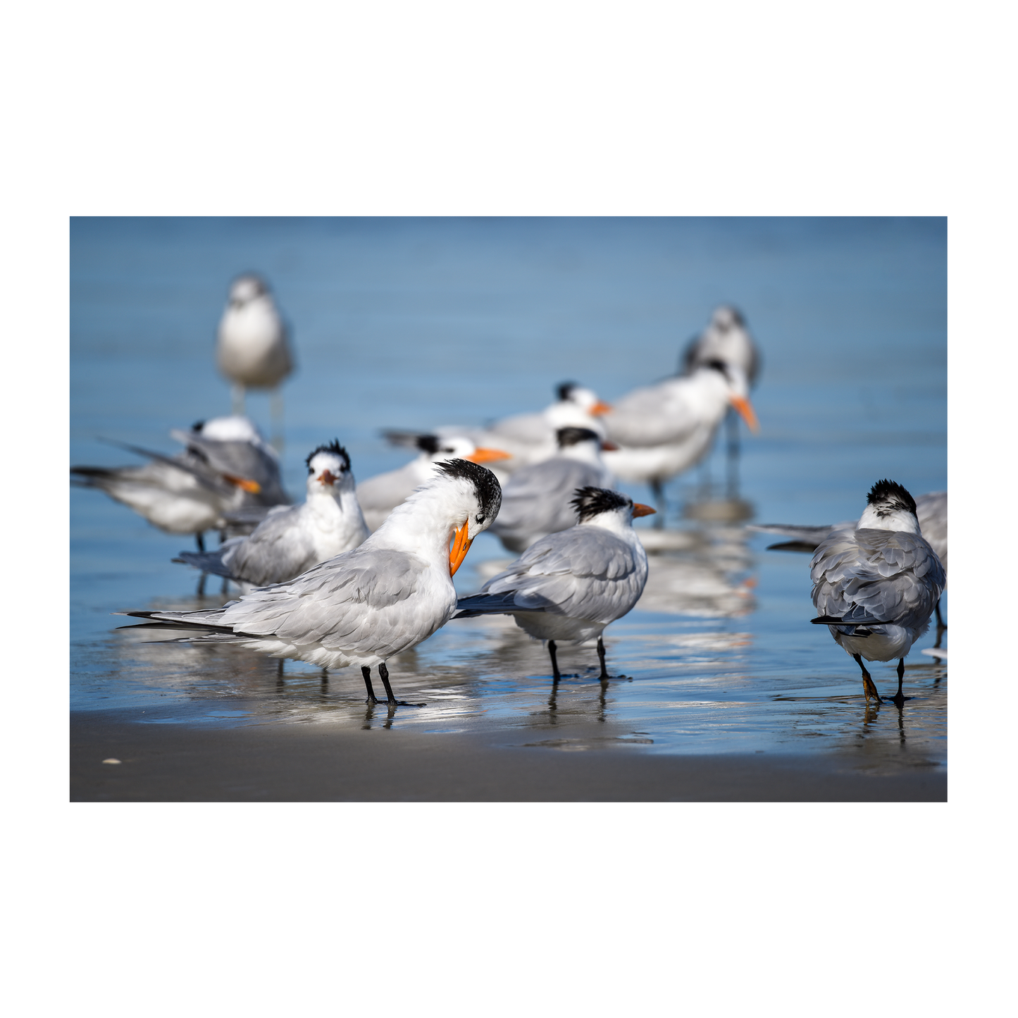 royal terns archival print