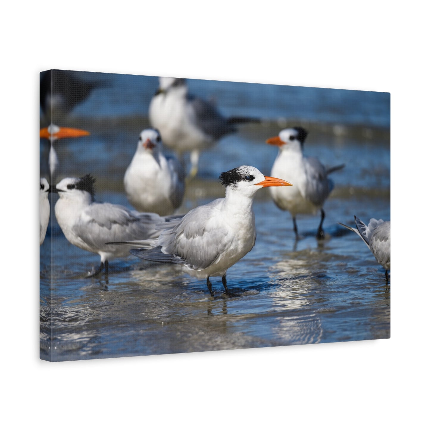 royal terns canvas print