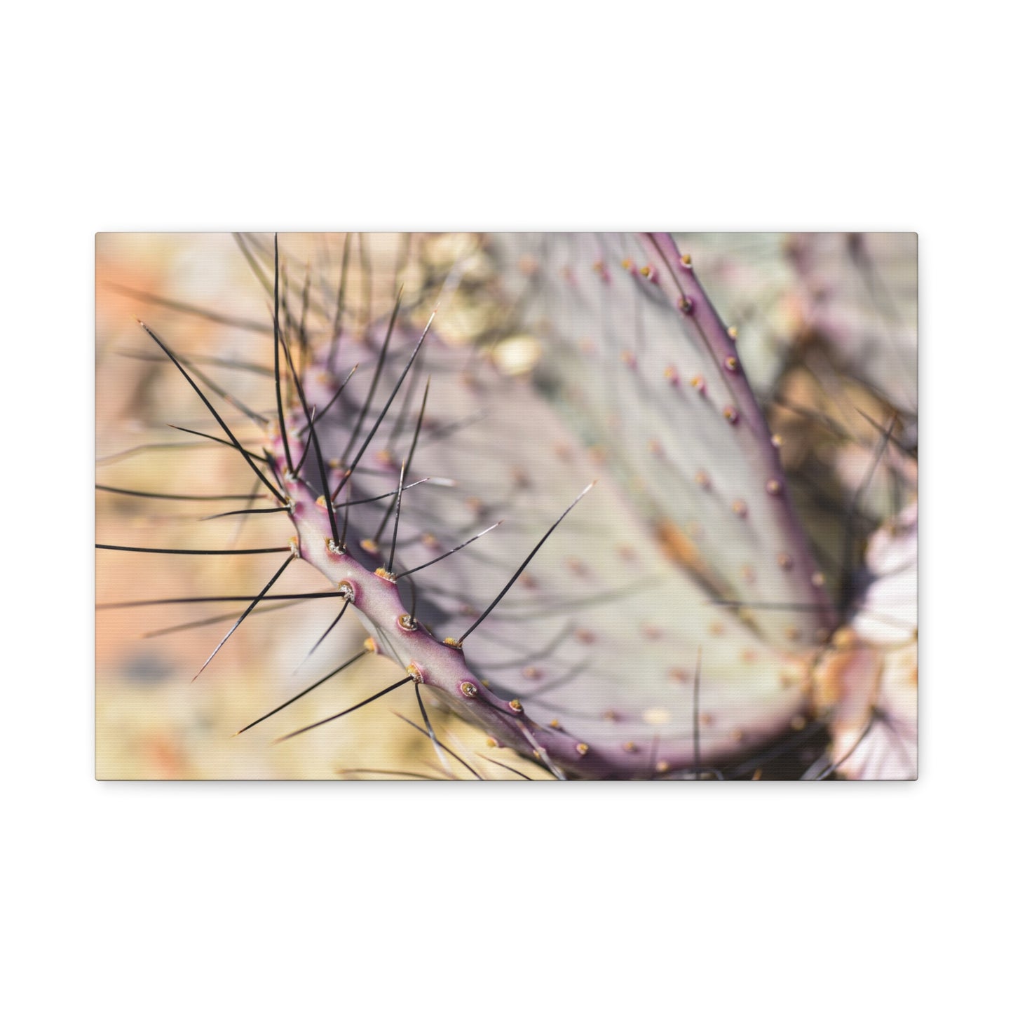 big bend cactus canvas print