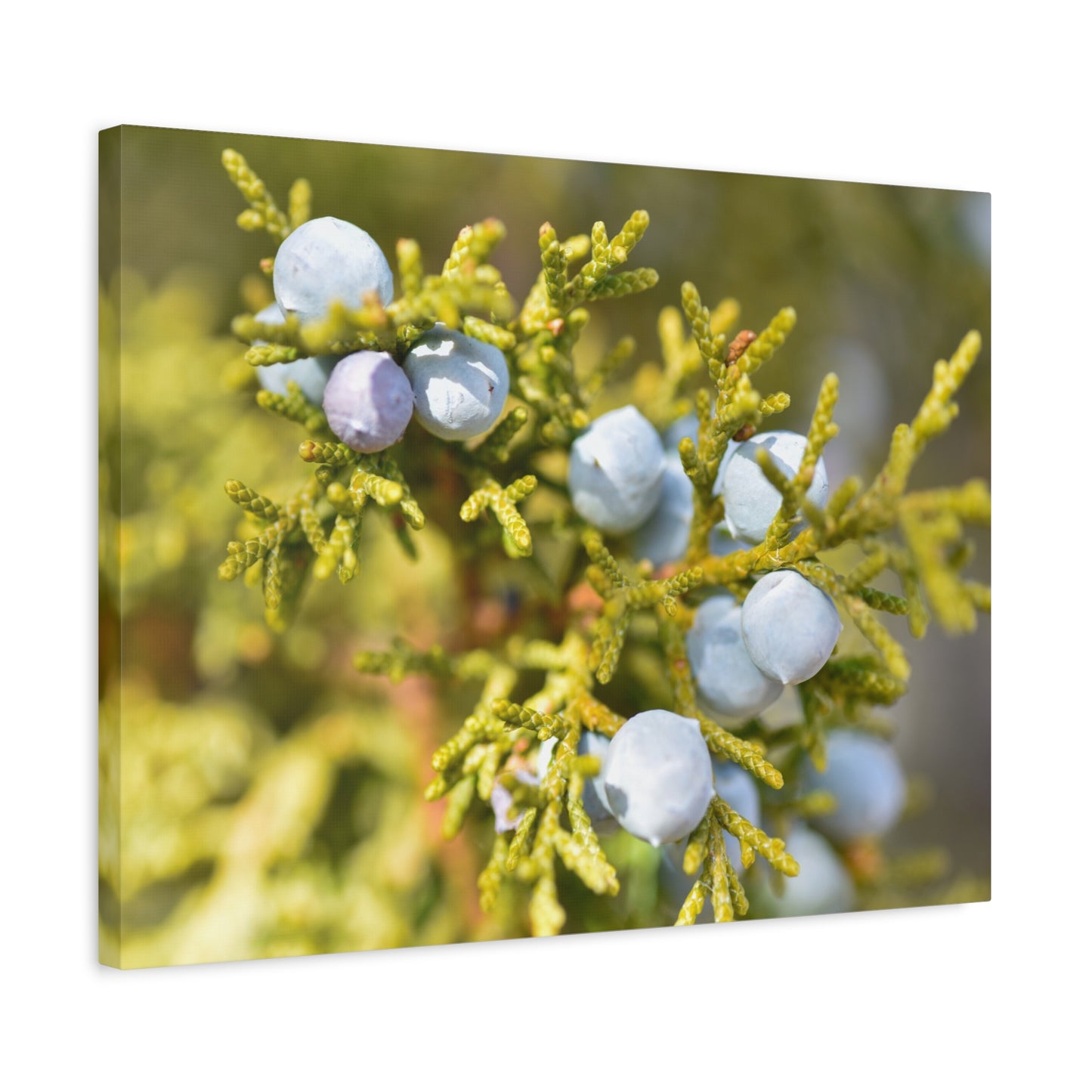 rocky mountain juniper canvas print