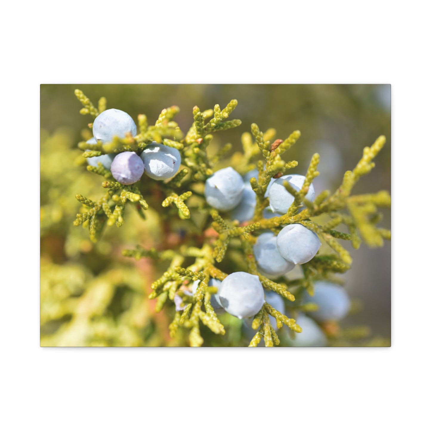 rocky mountain juniper canvas print