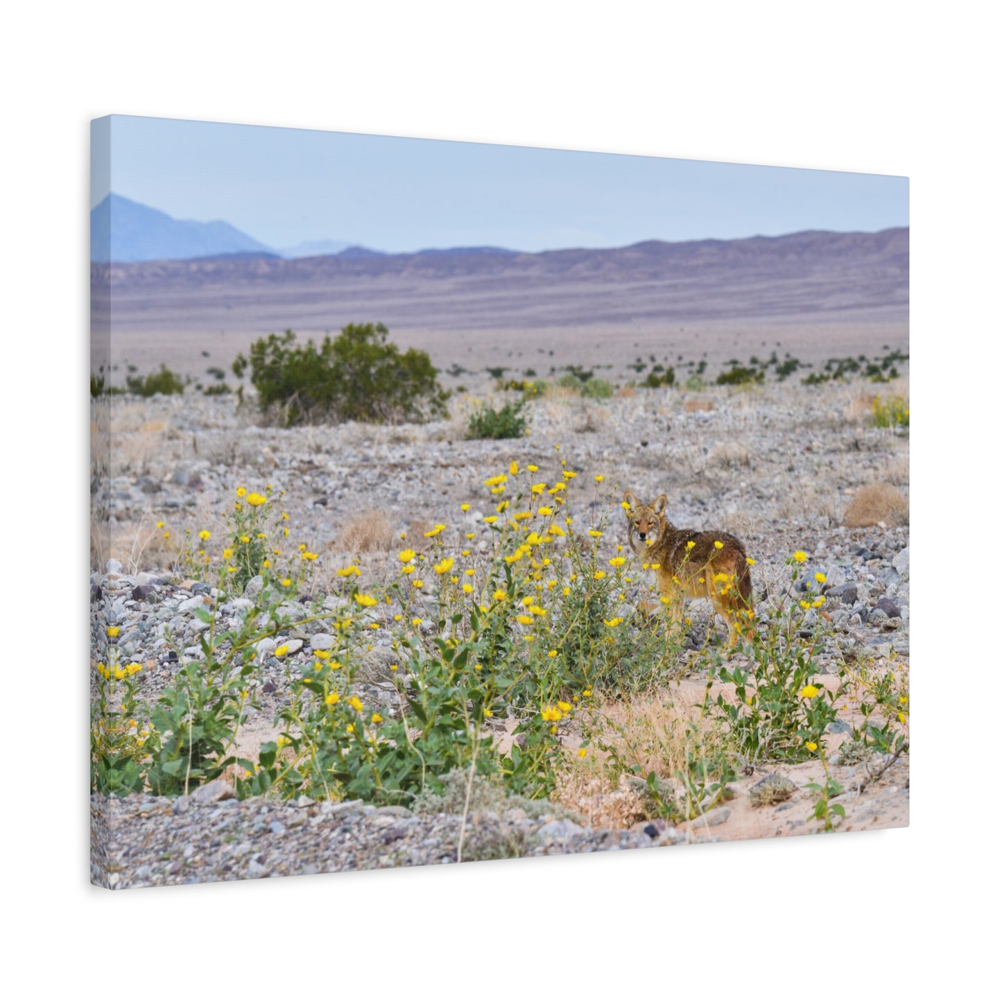 lone coyote canvas print