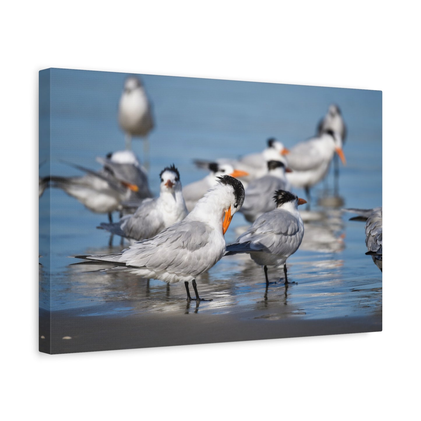 royal terns canvas print