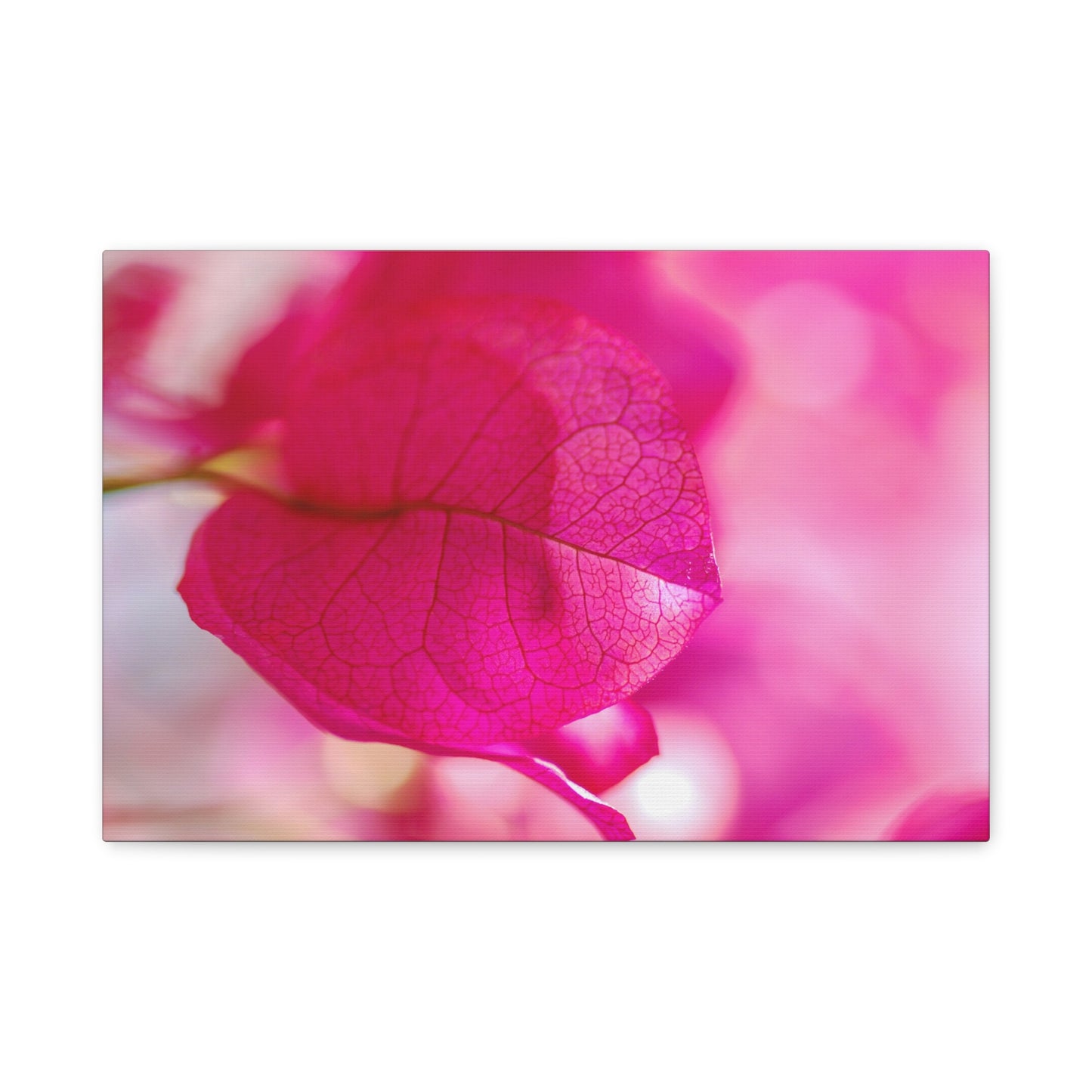 bougainvillea canvas print