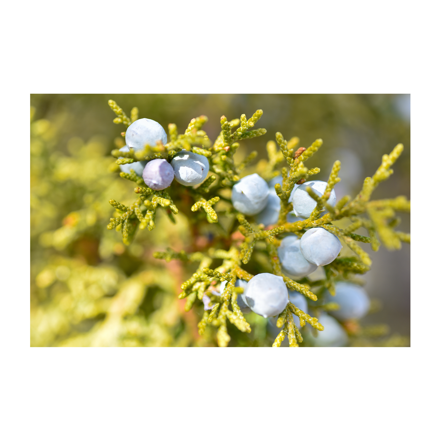rocky mountain juniper archival print