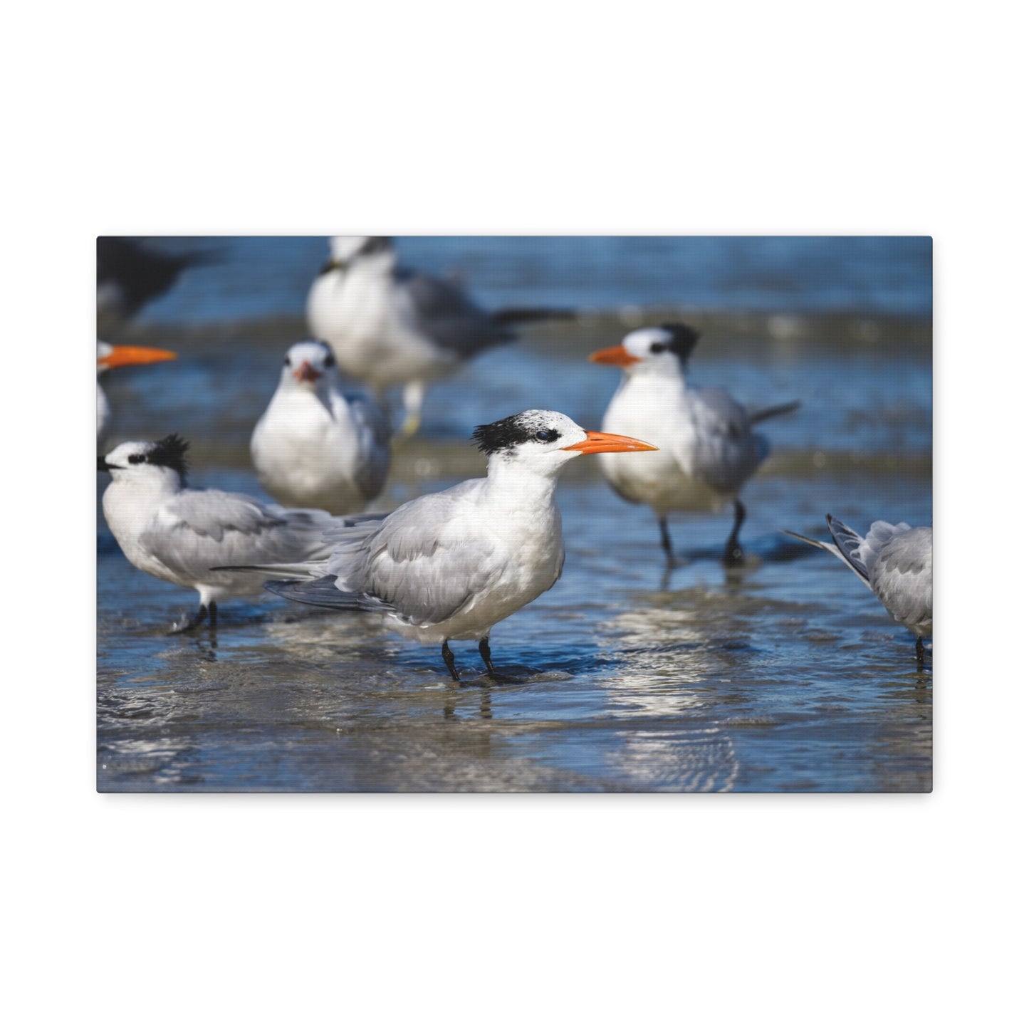 royal terns canvas print