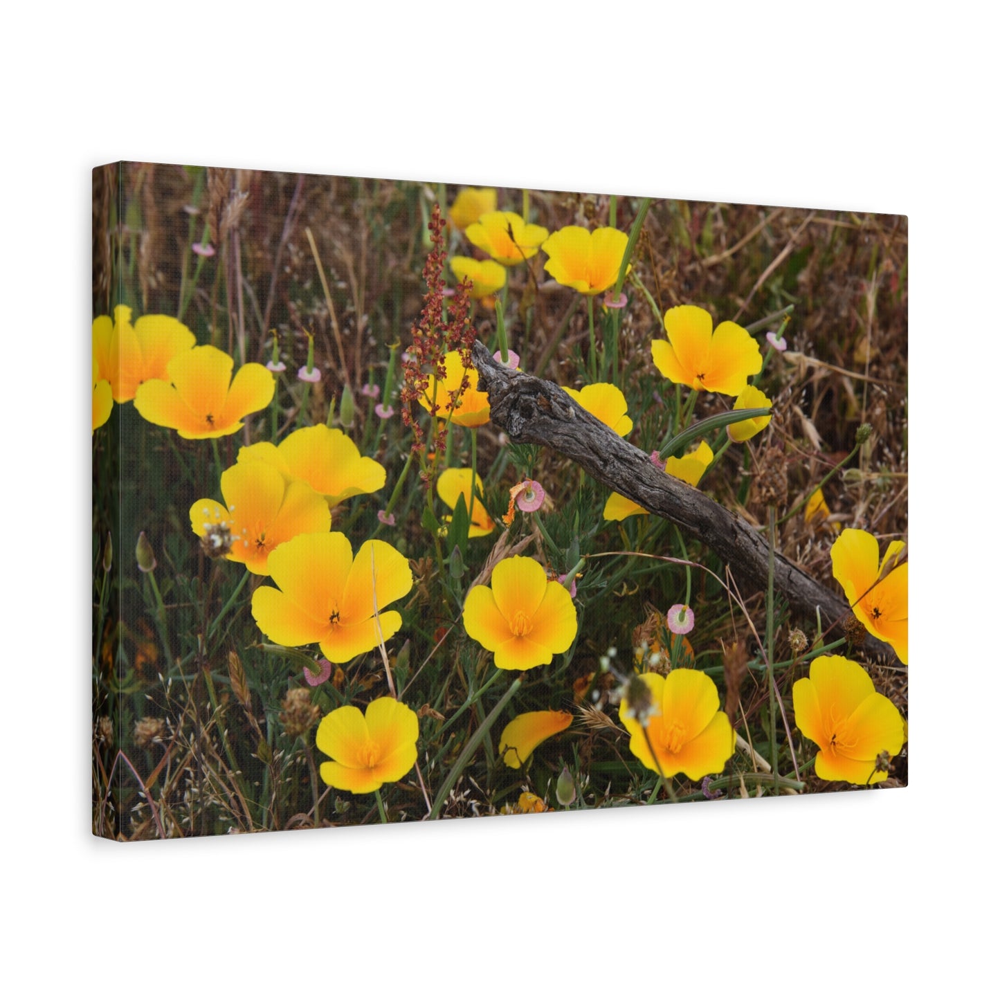 california poppy canvas print