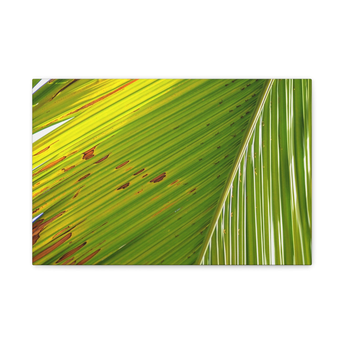 vibrant palm canvas print