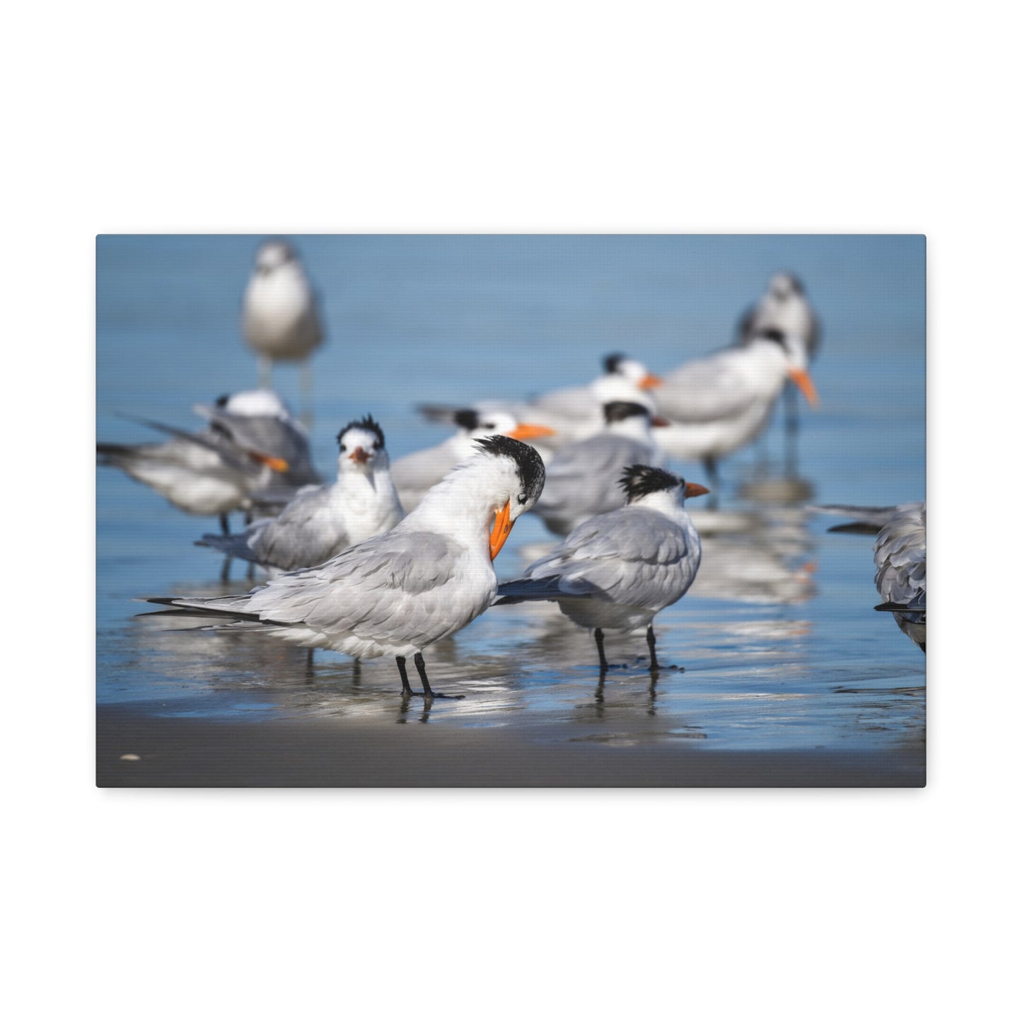 royal terns canvas print