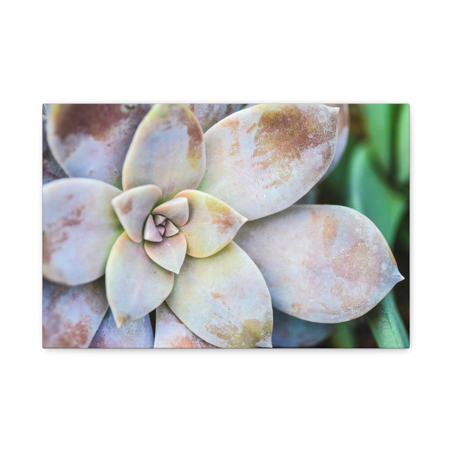 morning beauty canvas print
