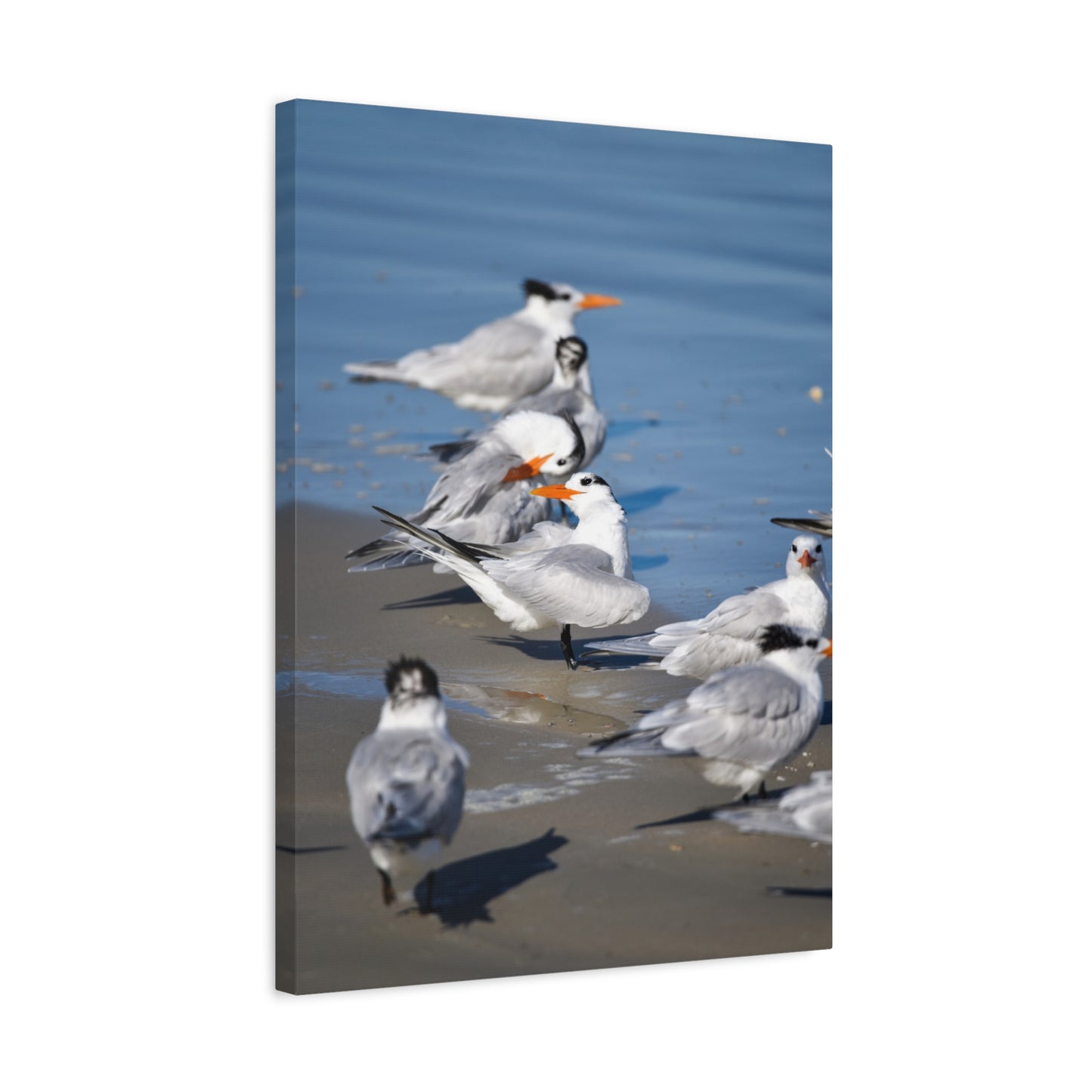 royal terns canvas print