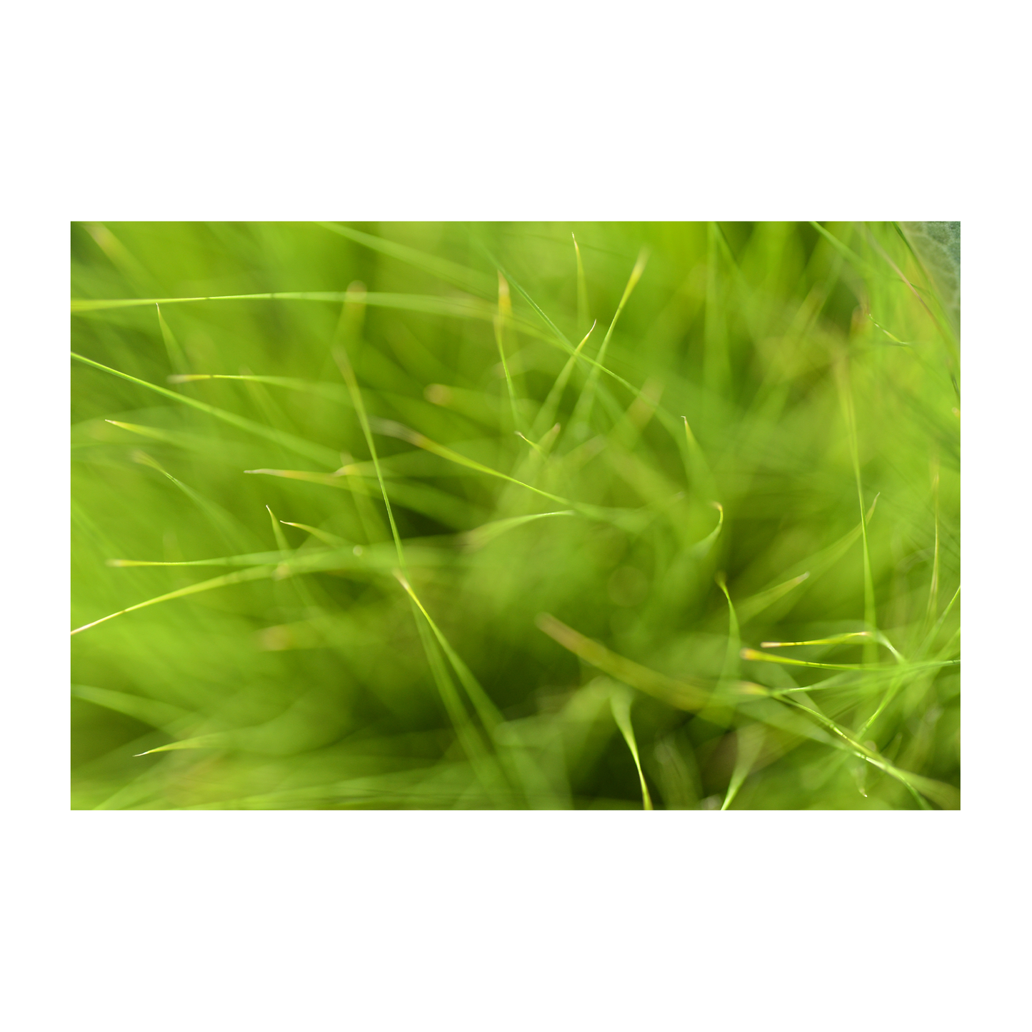 abstract grass archival print