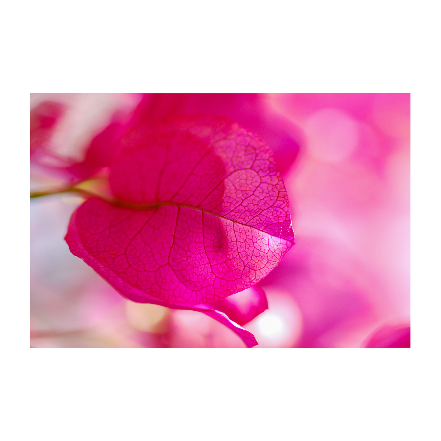 bougainvillea archival print