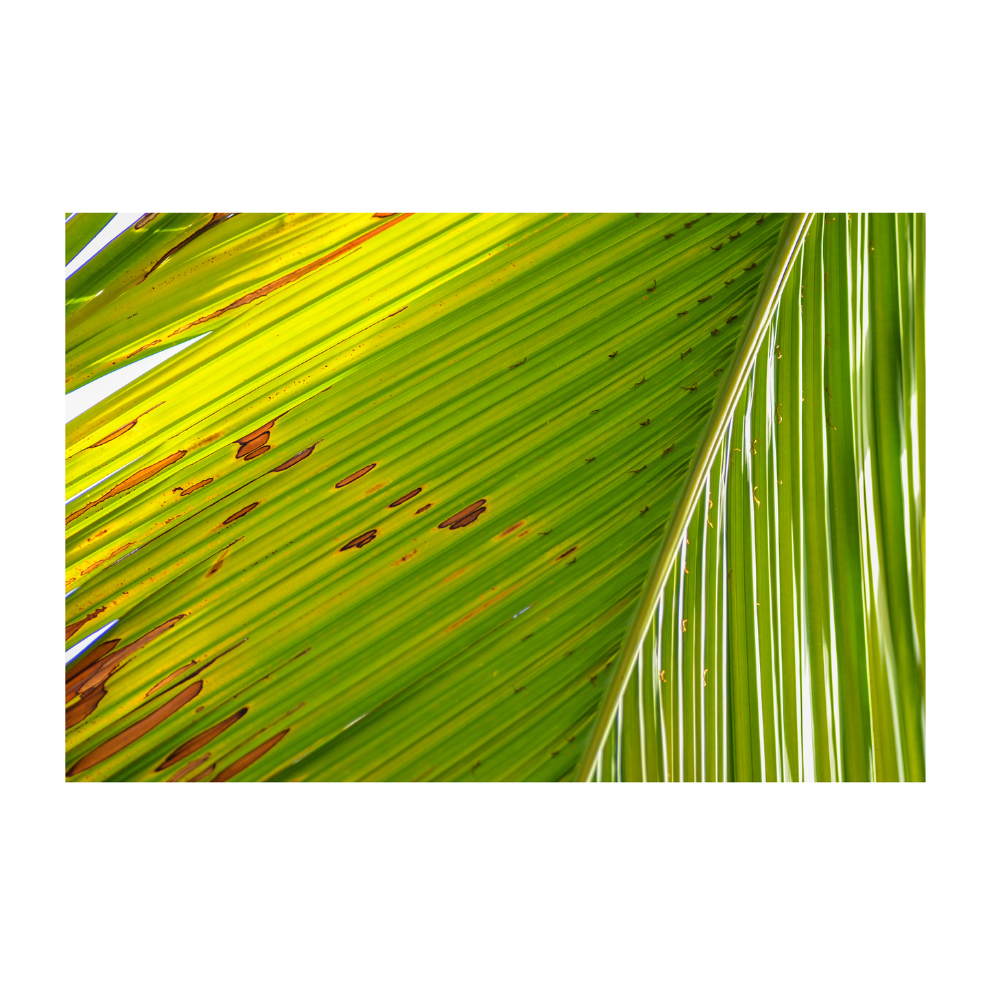 vibrant palm archival print