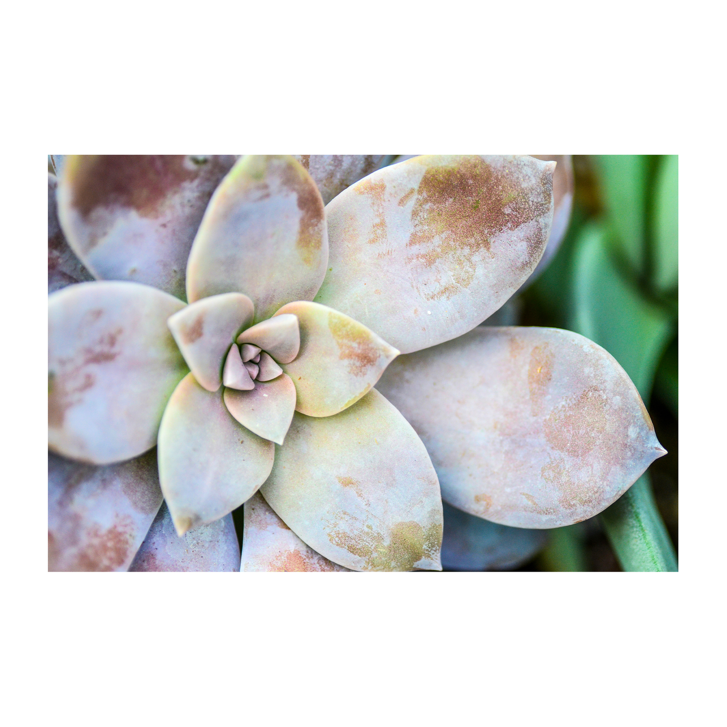 morning beauty archival print