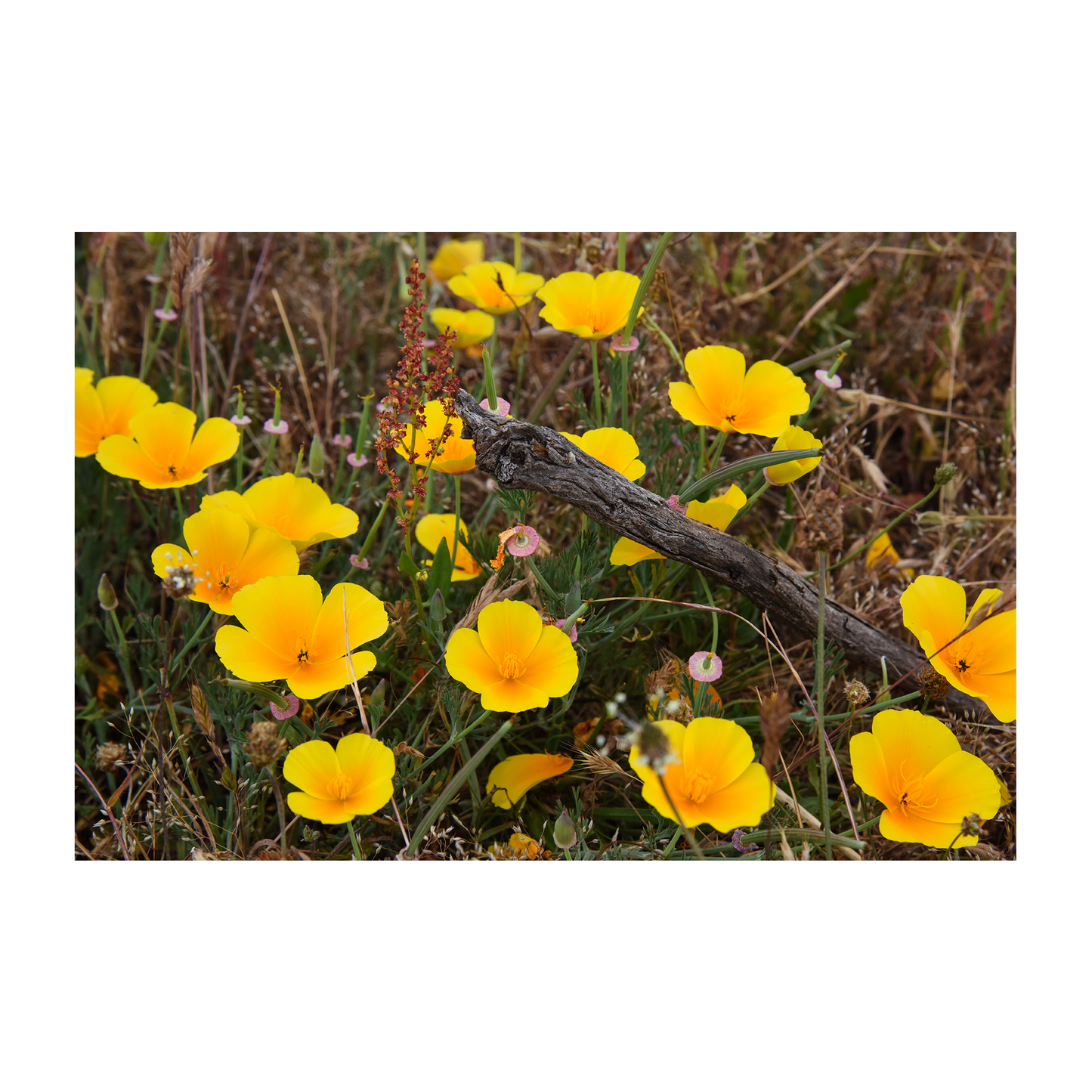 california poppy archival print