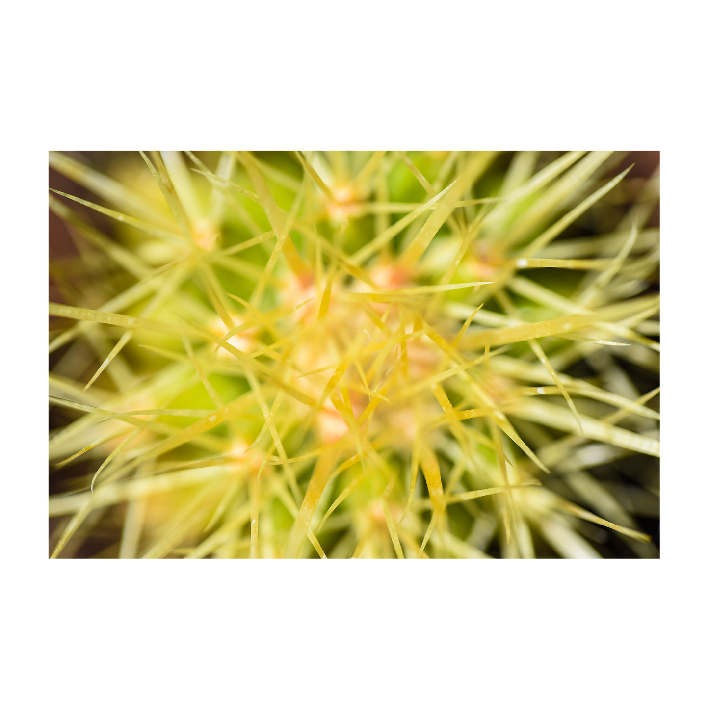 abstract cactus archival print