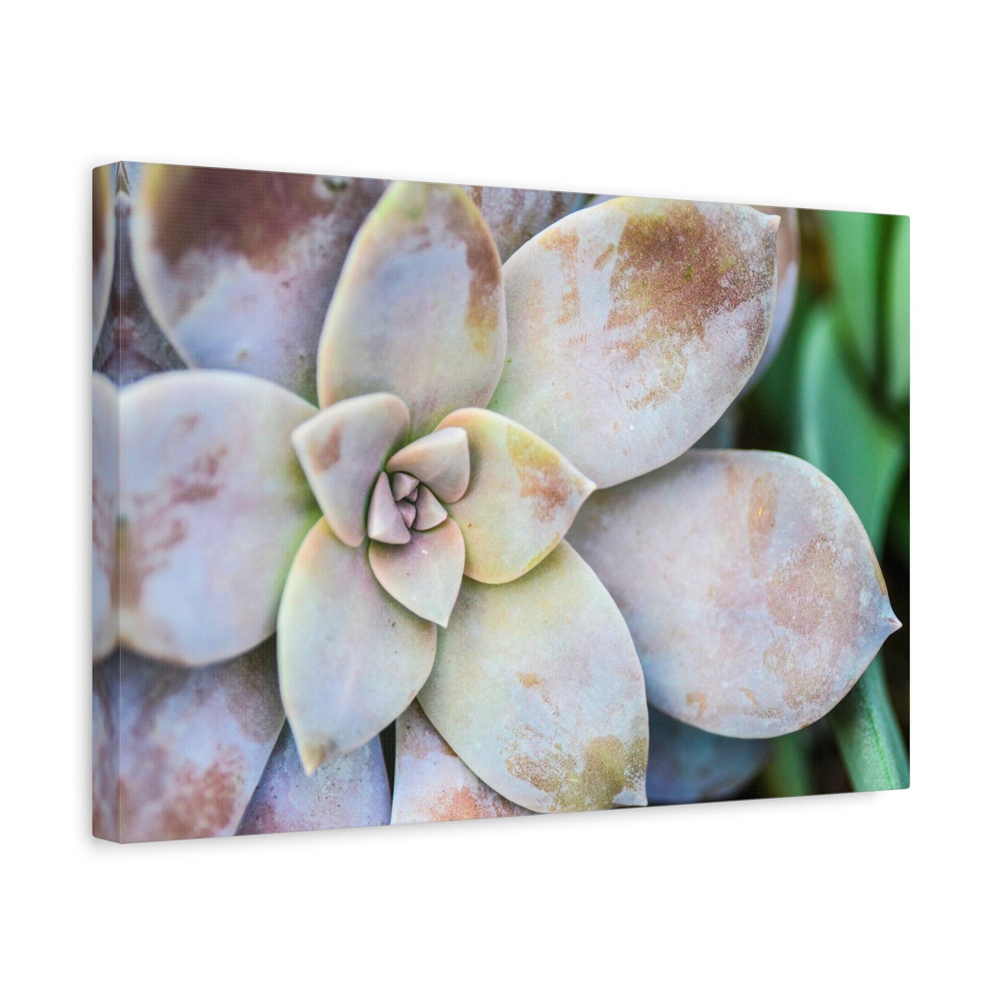 morning beauty canvas print