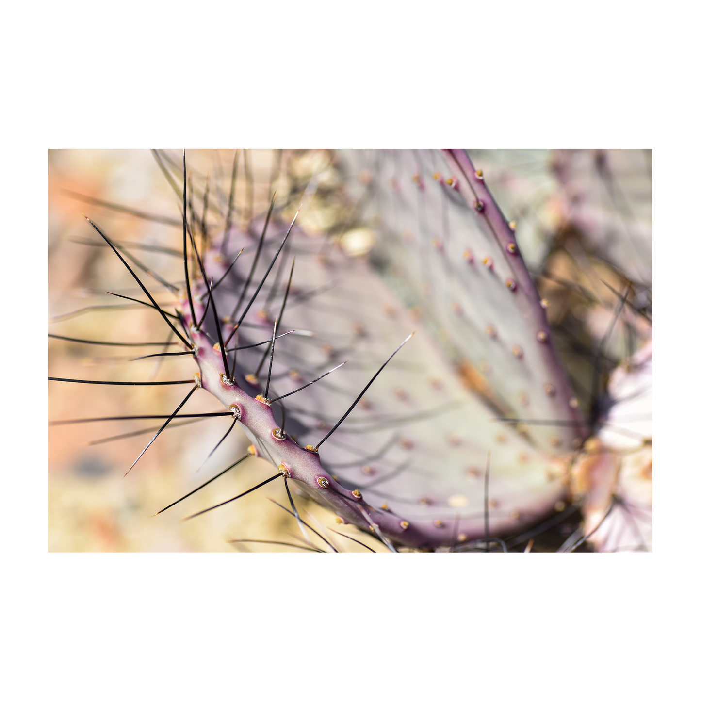 big bend cactus archival print