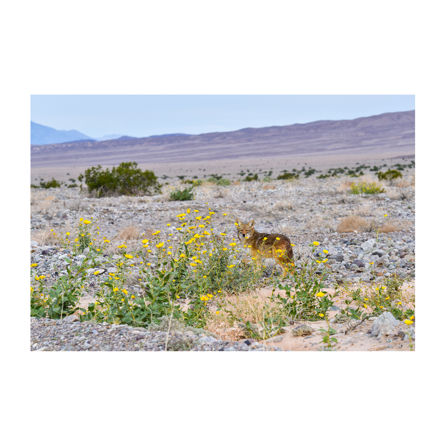 lone coyote archival print
