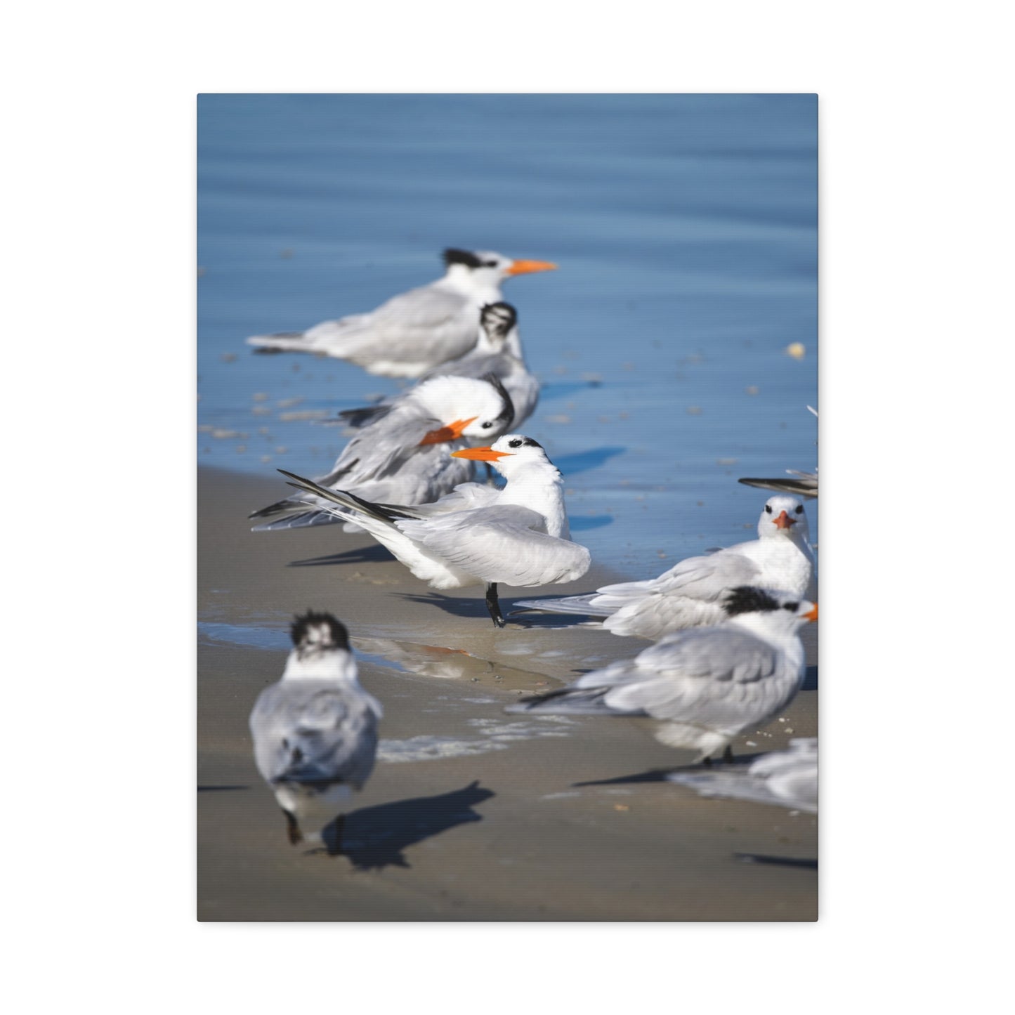royal terns canvas print