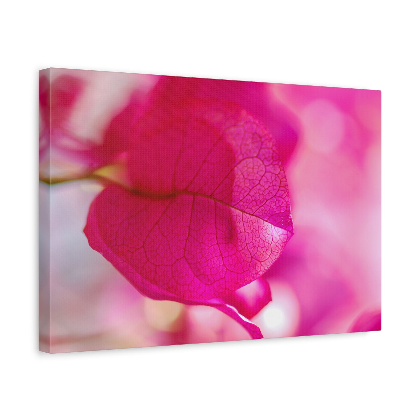 bougainvillea canvas print