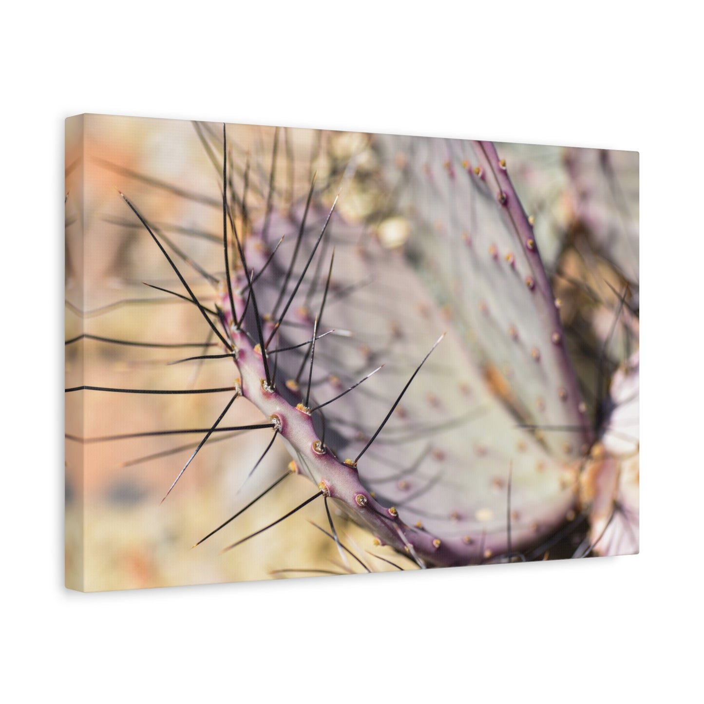 big bend cactus canvas print