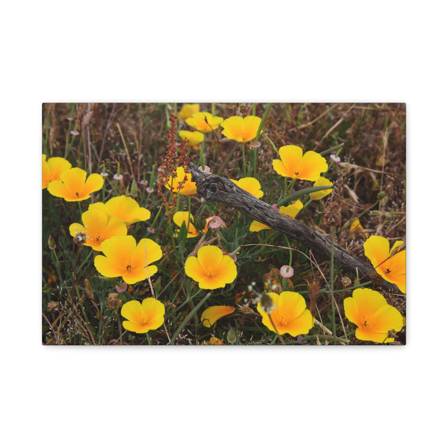 california poppy canvas print