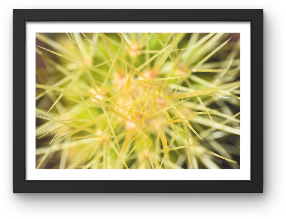 abstract cactus archival print