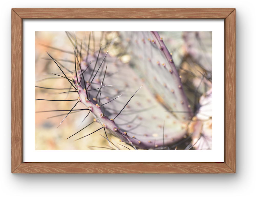 big bend cactus archival print
