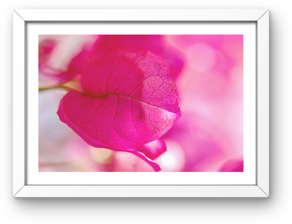 bougainvillea archival print