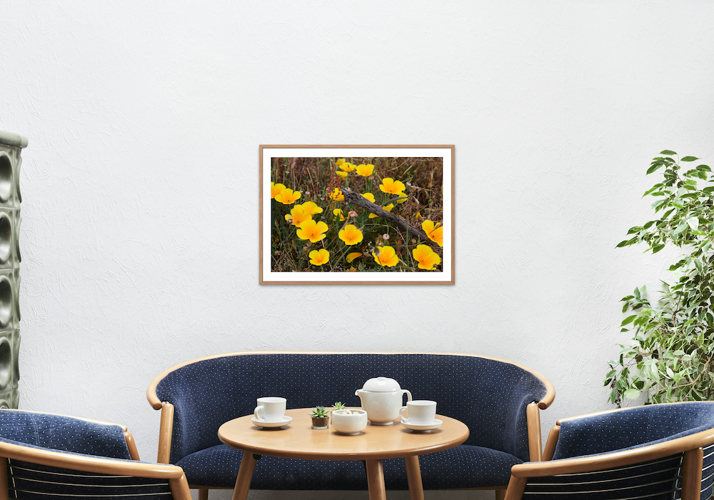 california poppy archival print