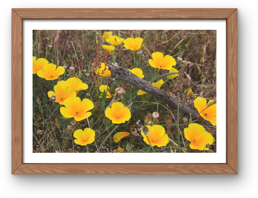 california poppy archival print