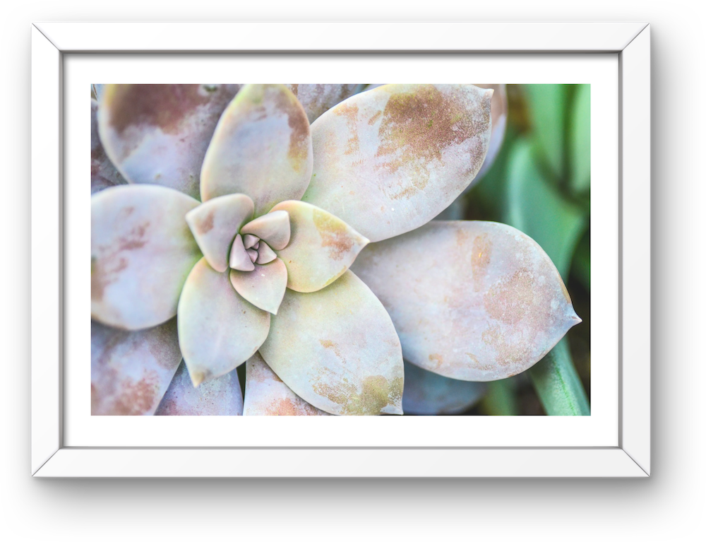 morning beauty archival print