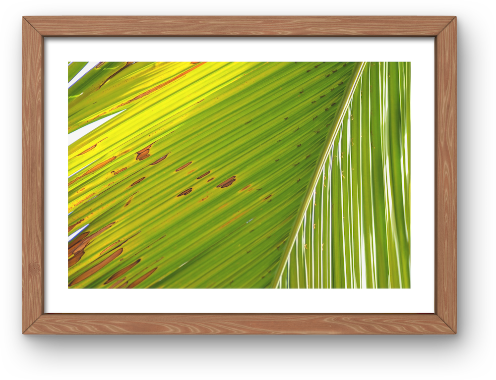 vibrant palm archival print