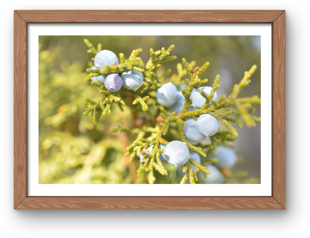 rocky mountain juniper archival print