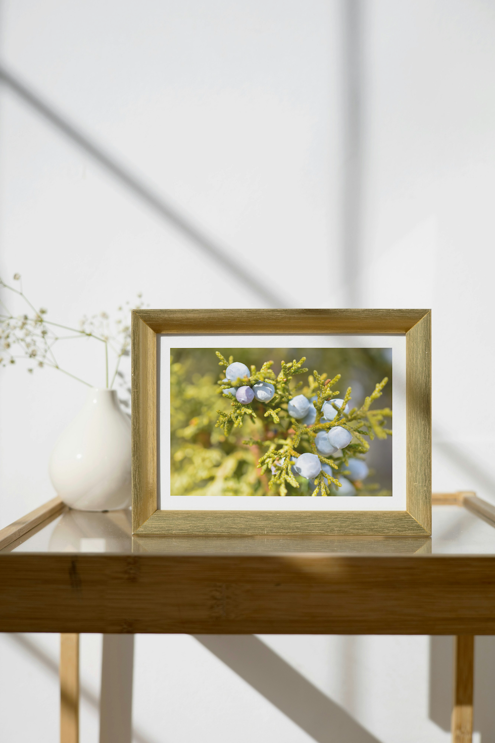 rocky mountain juniper archival print