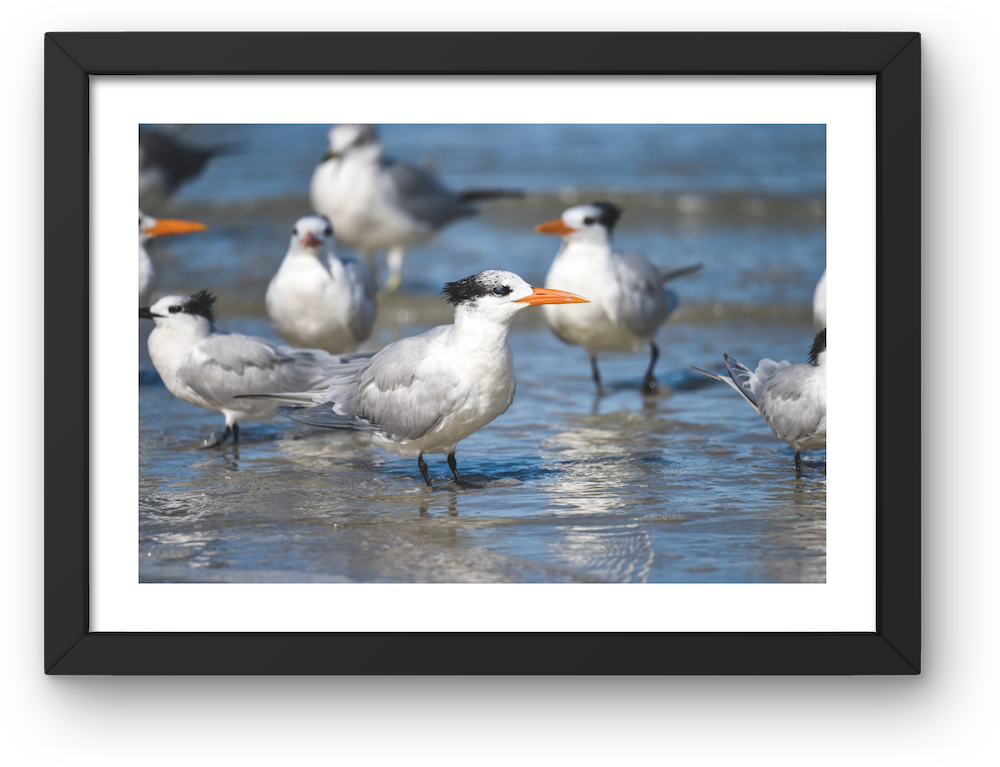 royal terns archival print
