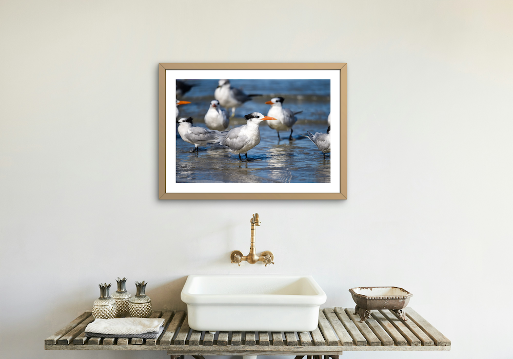 royal terns archival print