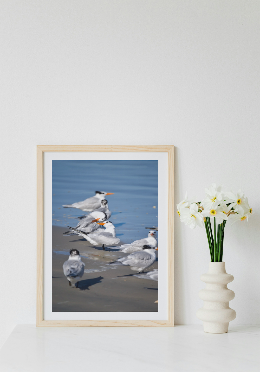 royal terns archival print