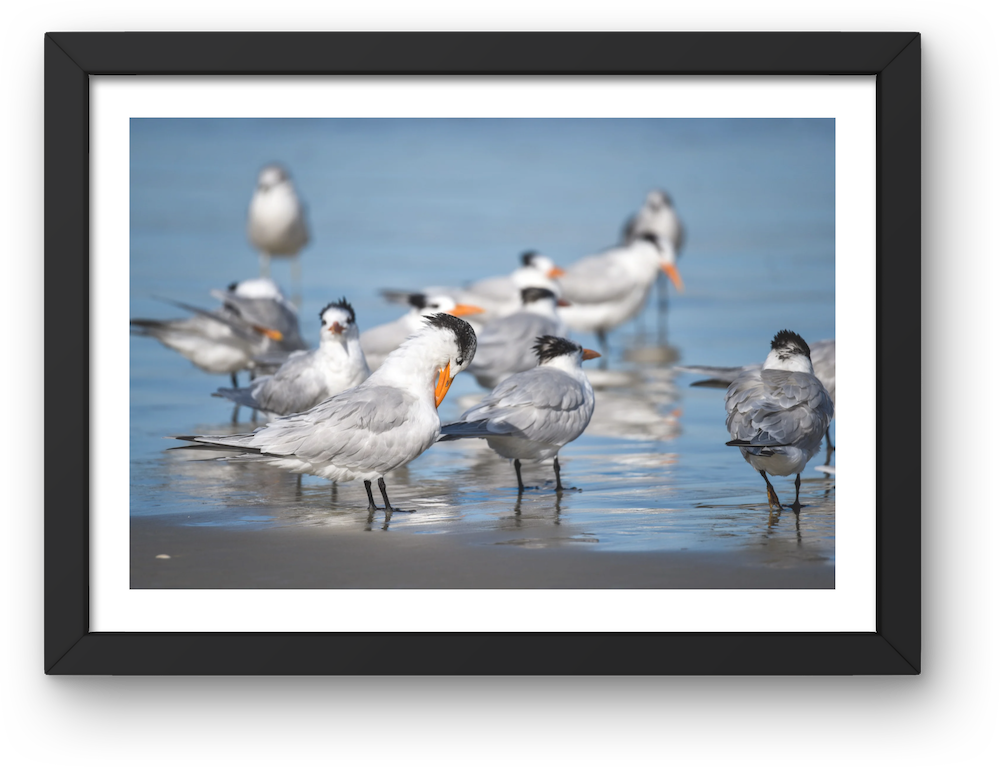 royal terns archival print