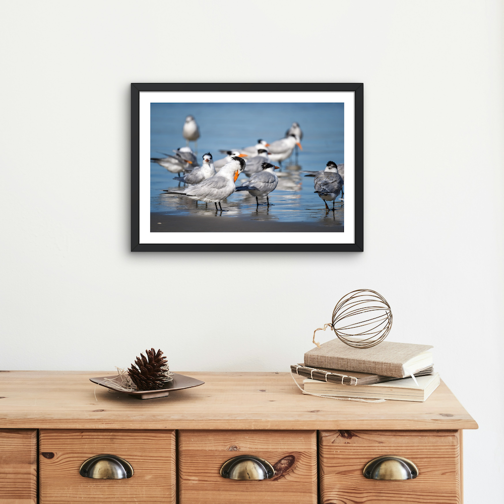royal terns archival print
