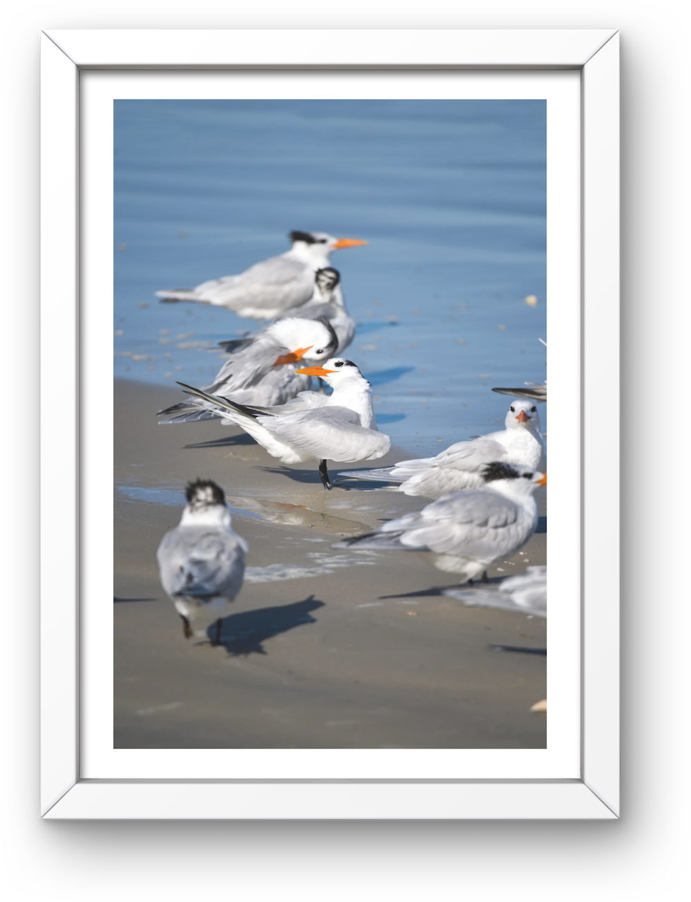 royal terns archival print