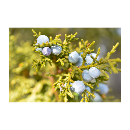 Rocky Mountain Juniper Archival Print
