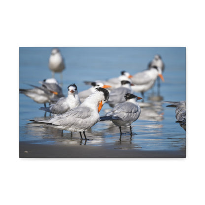 Royal Terns Canvas Print