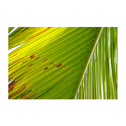 Vibrant Palm Archival Print