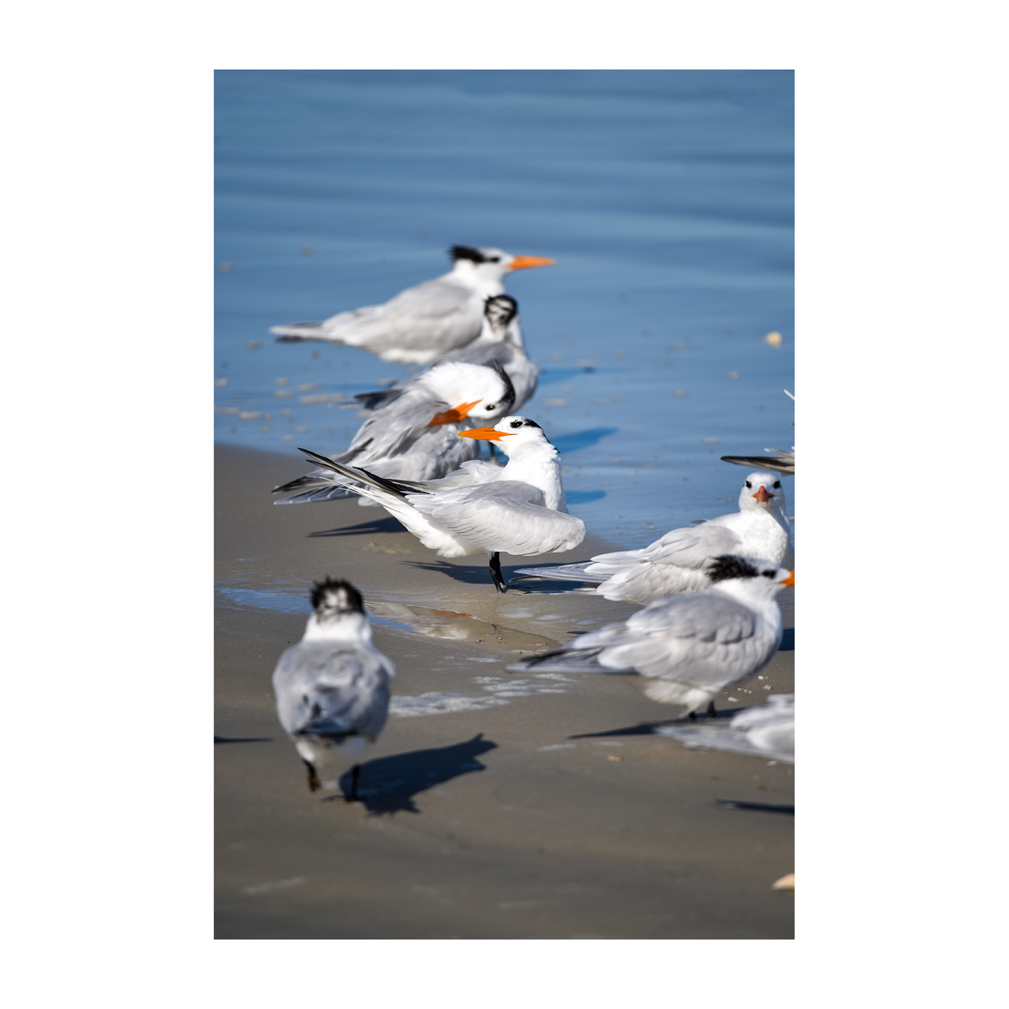 royal terns archival print