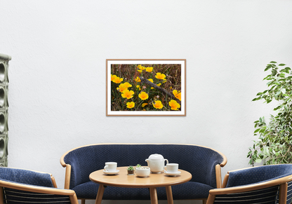 California Poppy Archival Print