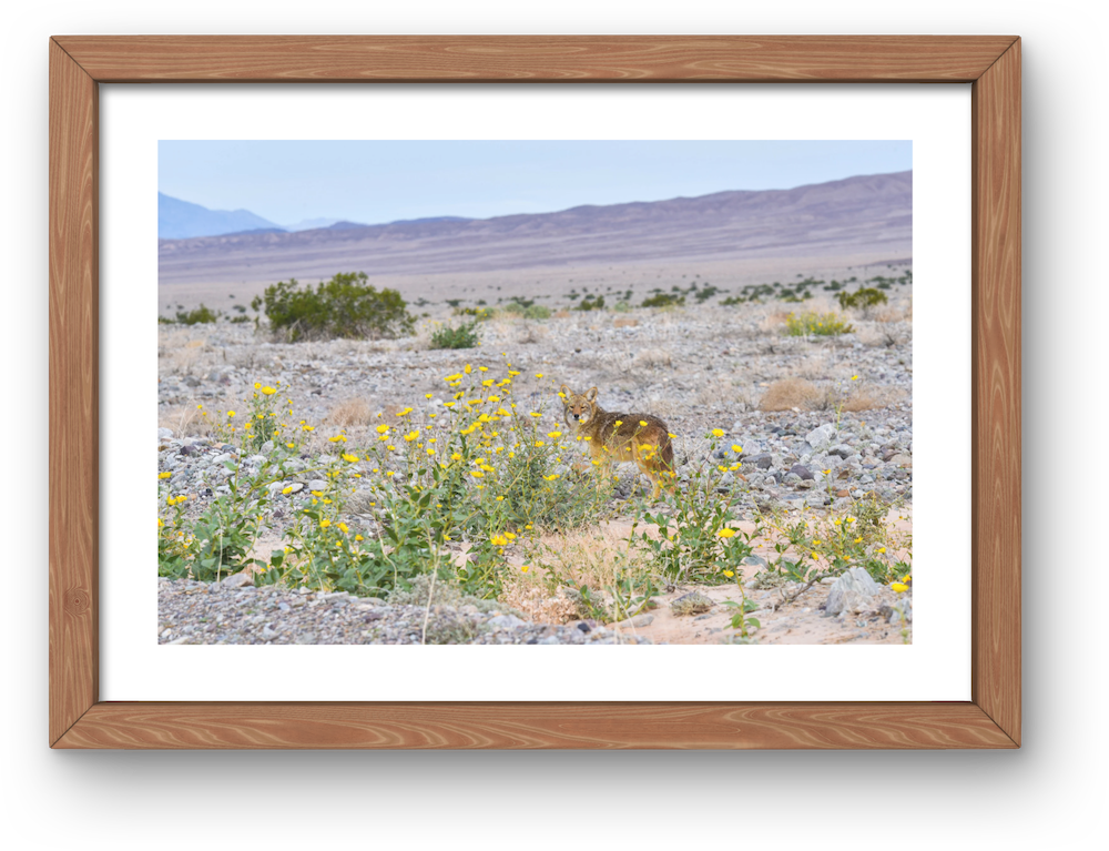 lone coyote archival print